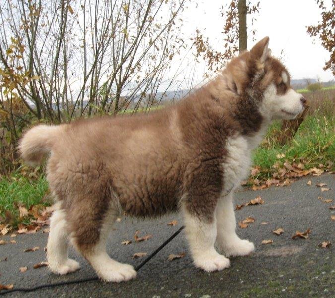 Danko 9 Wochen 2 018